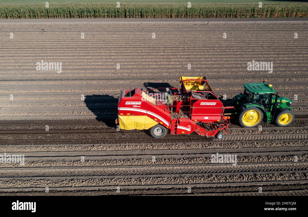 La récolte de pommes de terre, dite méthode de récolte fractionnée, d'abord les tubercules sont sortis du sol avec une machine de pose de rang, puis, après un court séchage Banque D'Images