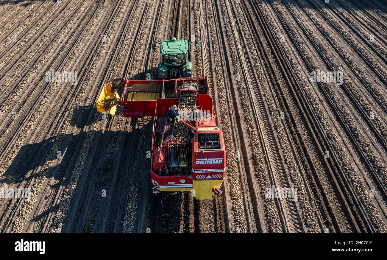 La récolte de pommes de terre, dite méthode de récolte fractionnée, d'abord les tubercules sont sortis du sol avec une machine de pose de rang, puis, après un court séchage Banque D'Images