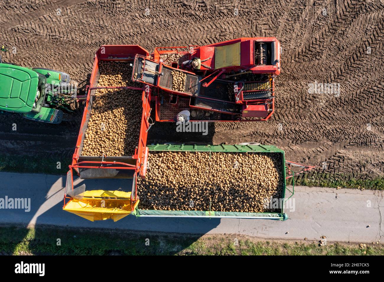 La récolte de pommes de terre, dite méthode de récolte fractionnée, d'abord les tubercules sont sortis du sol avec une machine de pose de rang, puis, après un court séchage Banque D'Images