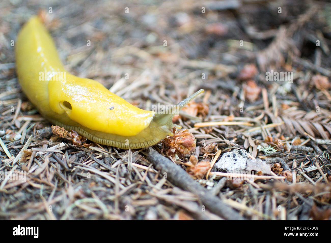 Une limace de banane jaune vif sur des aiguilles de pin sur le plancher de la forêt Sam McDonald Park, Loma Mar, Californie. Banque D'Images