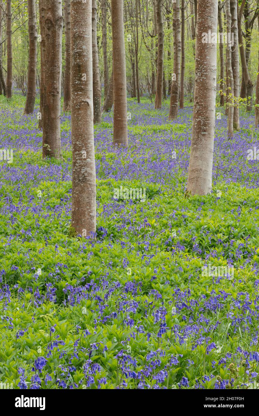 Cloches de bleuets (jacinthoides non-scriptus) dans des bois à feuilles larges près de Blandford Forum, Dorset, Angleterre, Royaume-Uni Banque D'Images