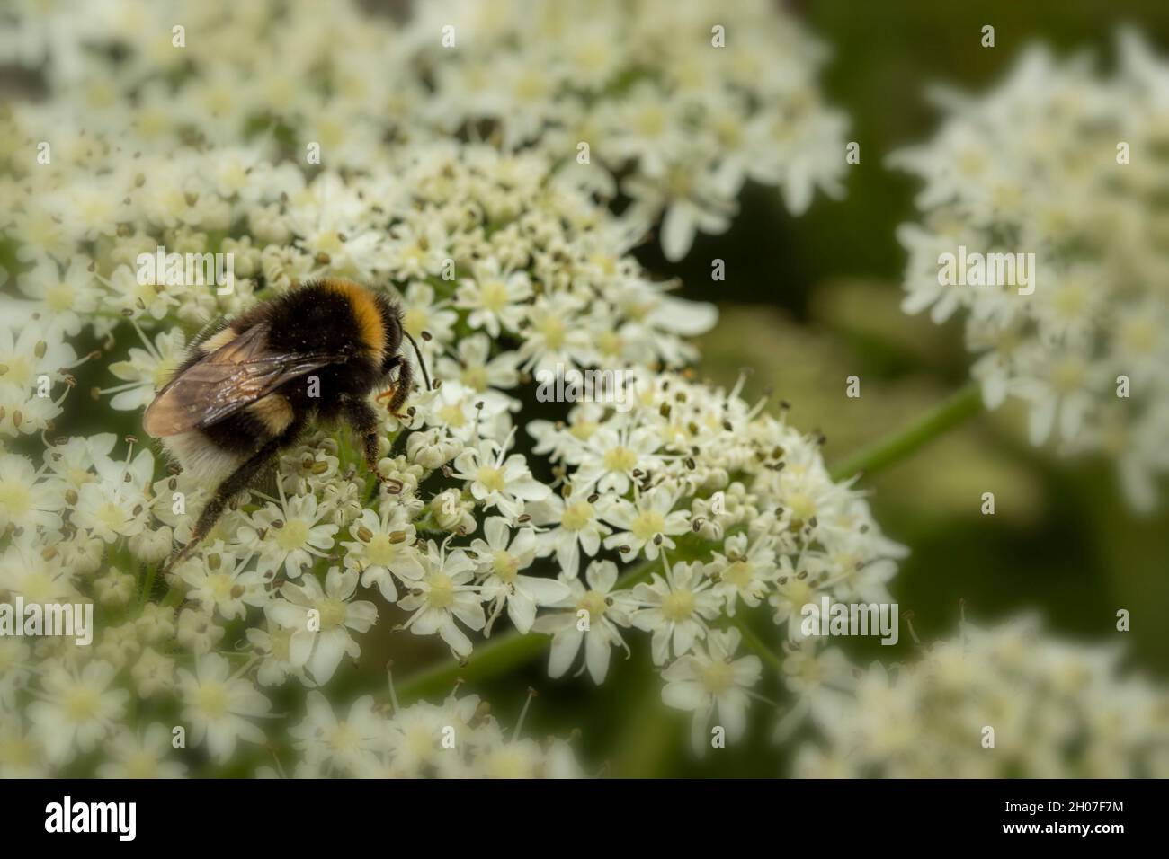 Hedgerow Hotweed fleurit en gros plan Banque D'Images