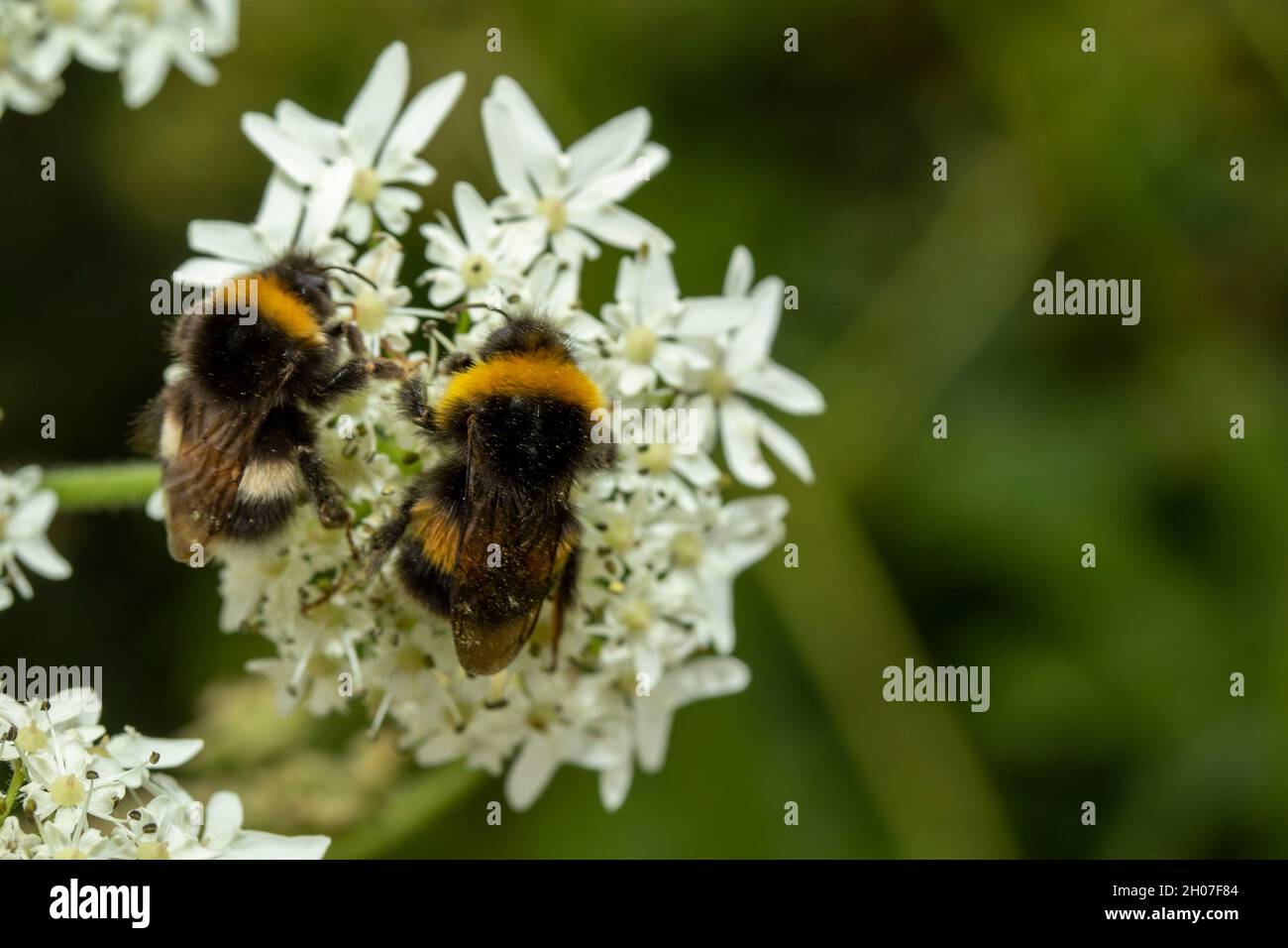 Hedgerow Hotweed fleurit en gros plan Banque D'Images