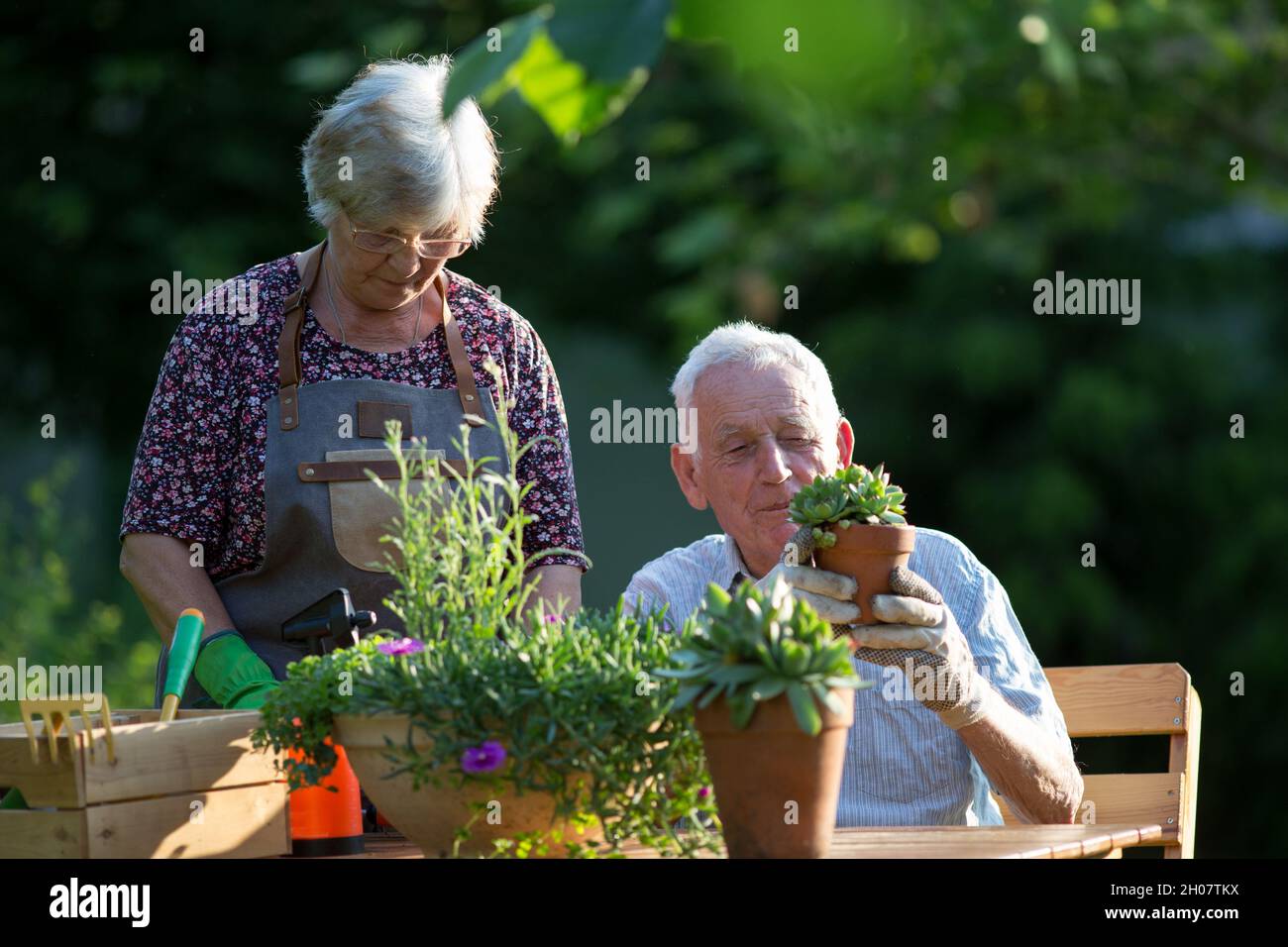 Couple senior empochant des plantes dans le jardin au printemps Banque D'Images