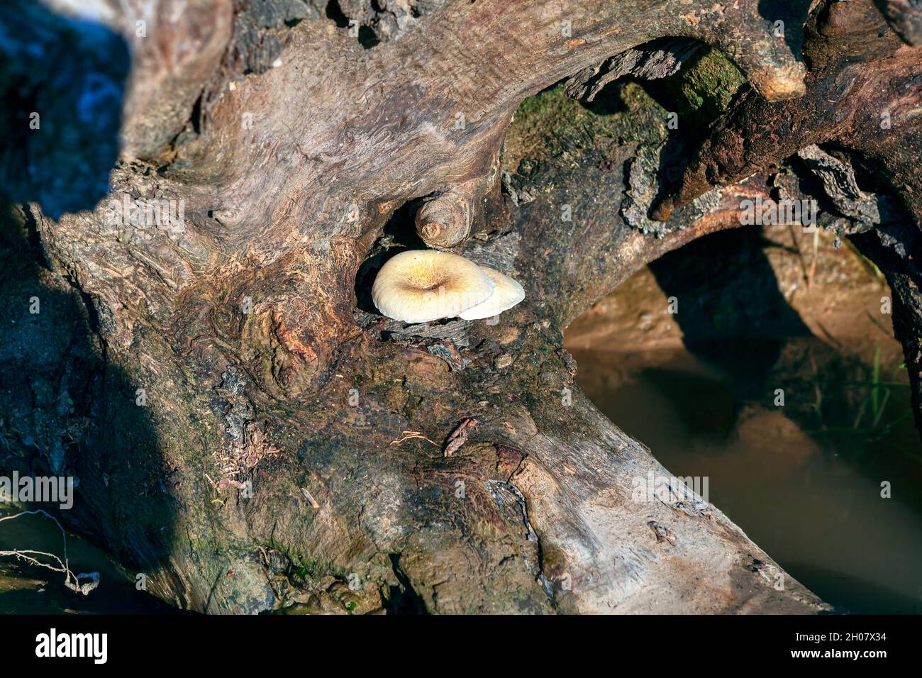 Champignons croissant sur bois .Champignon sur la souche Banque D'Images