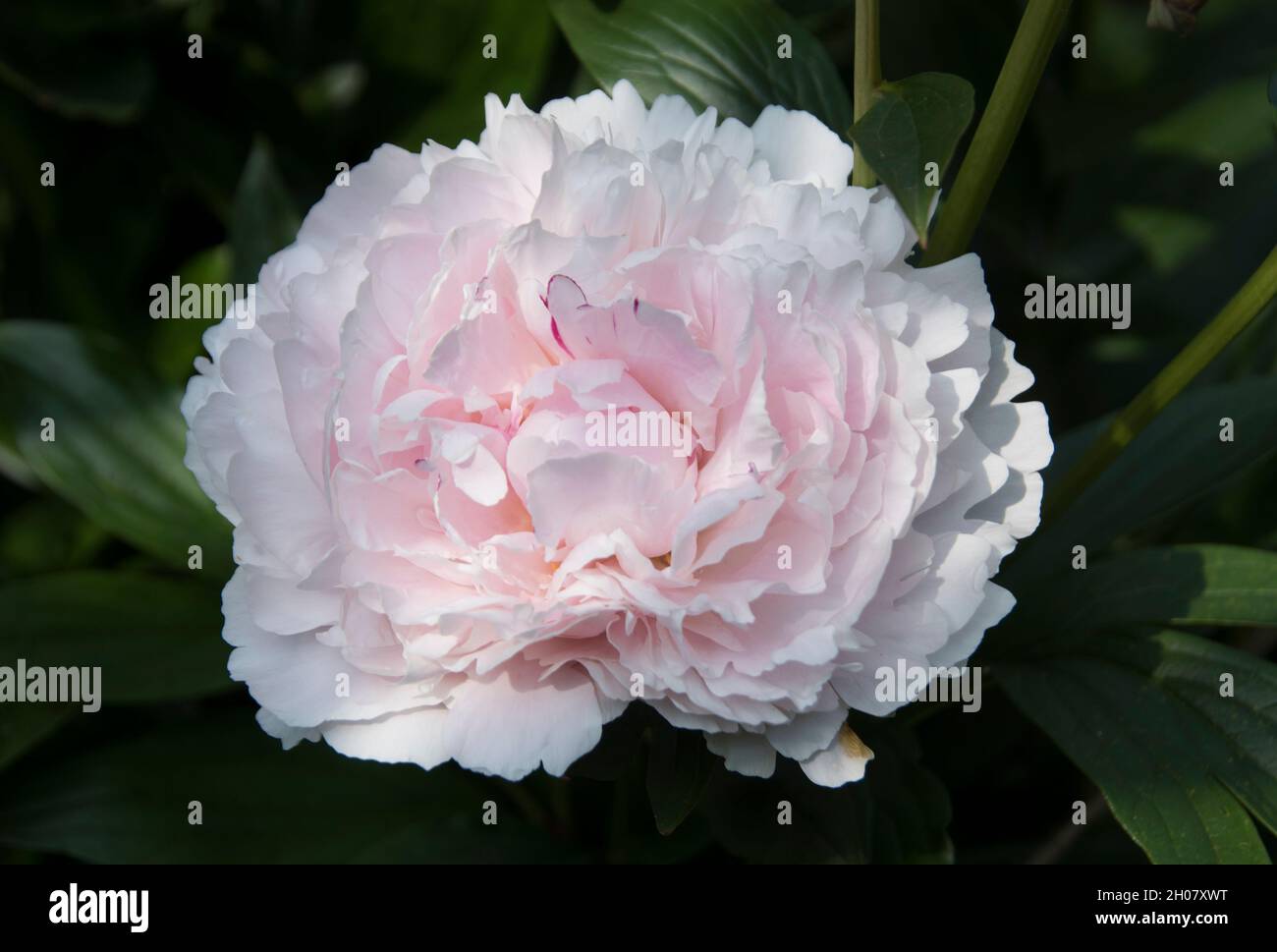 Paeonia lactiflora ‘Sarah Bernhardt’ Banque D'Images