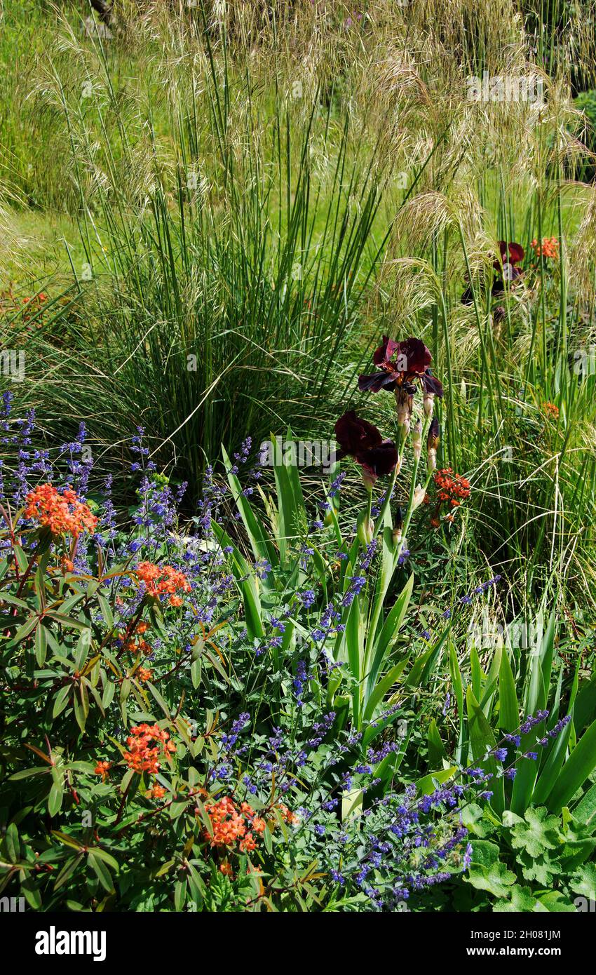 Frontière de juin dans les jardins de l'abbaye de Woburn ; Banque D'Images