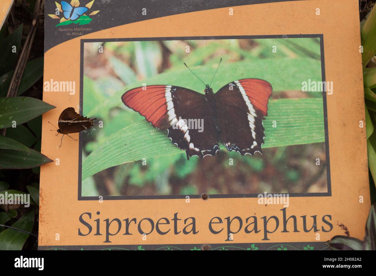 Le papillon de la page à bout de Rusty (Siproeta epaphus) est assis sur sa propre table d'information à Mariposario (la Maison des papillons) à Mindo, en Équateur Banque D'Images