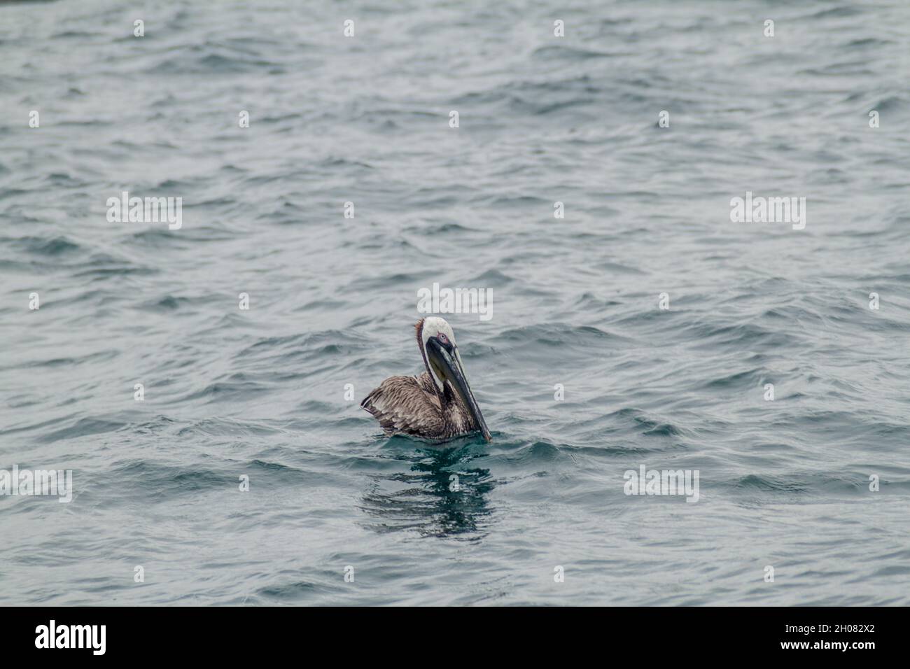 Pélicans dans le parc national de Machalilla, Équateur Banque D'Images