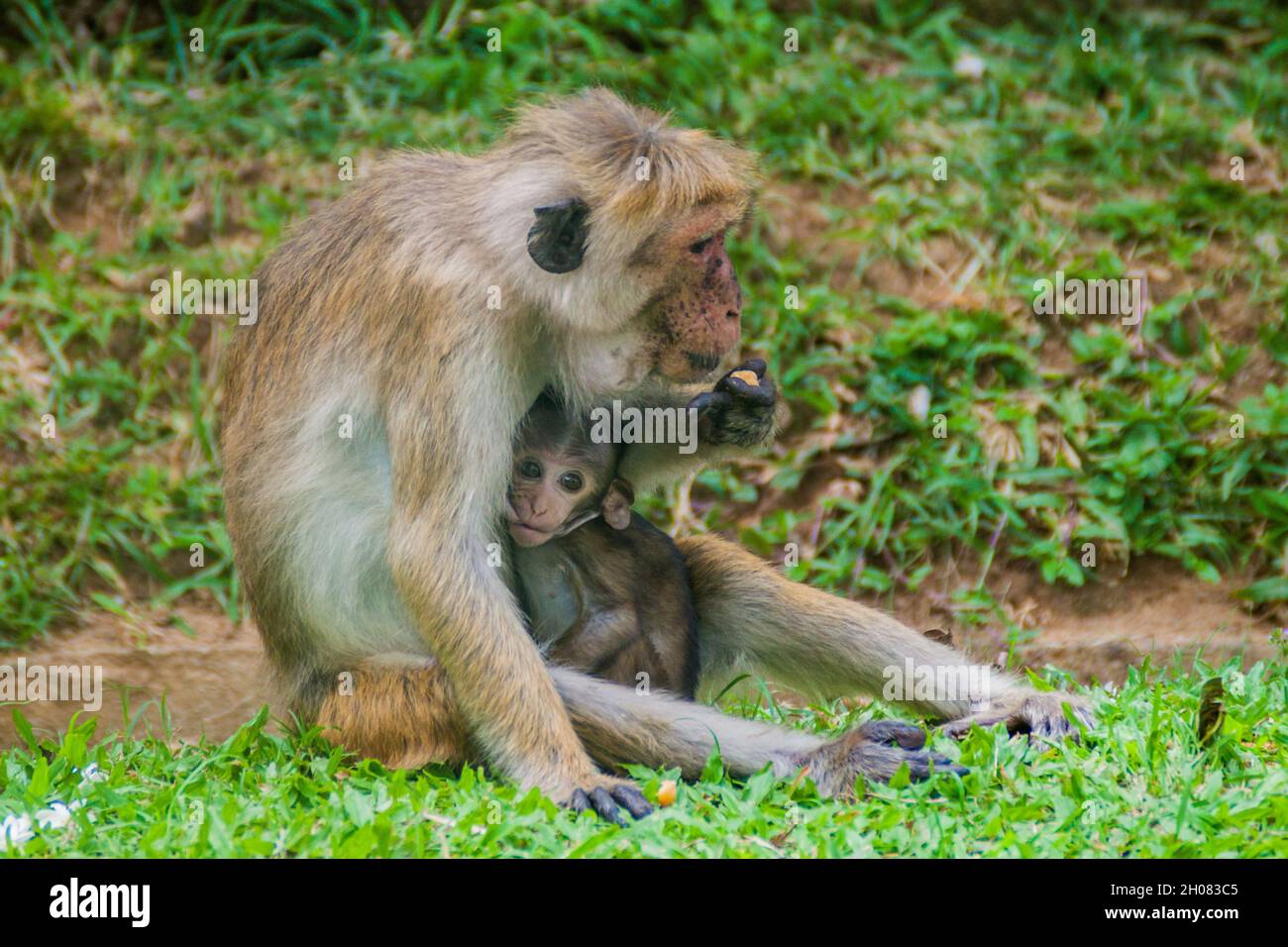 Macaque mère allaitant son bébé à Kandy, Sri Lanka Banque D'Images