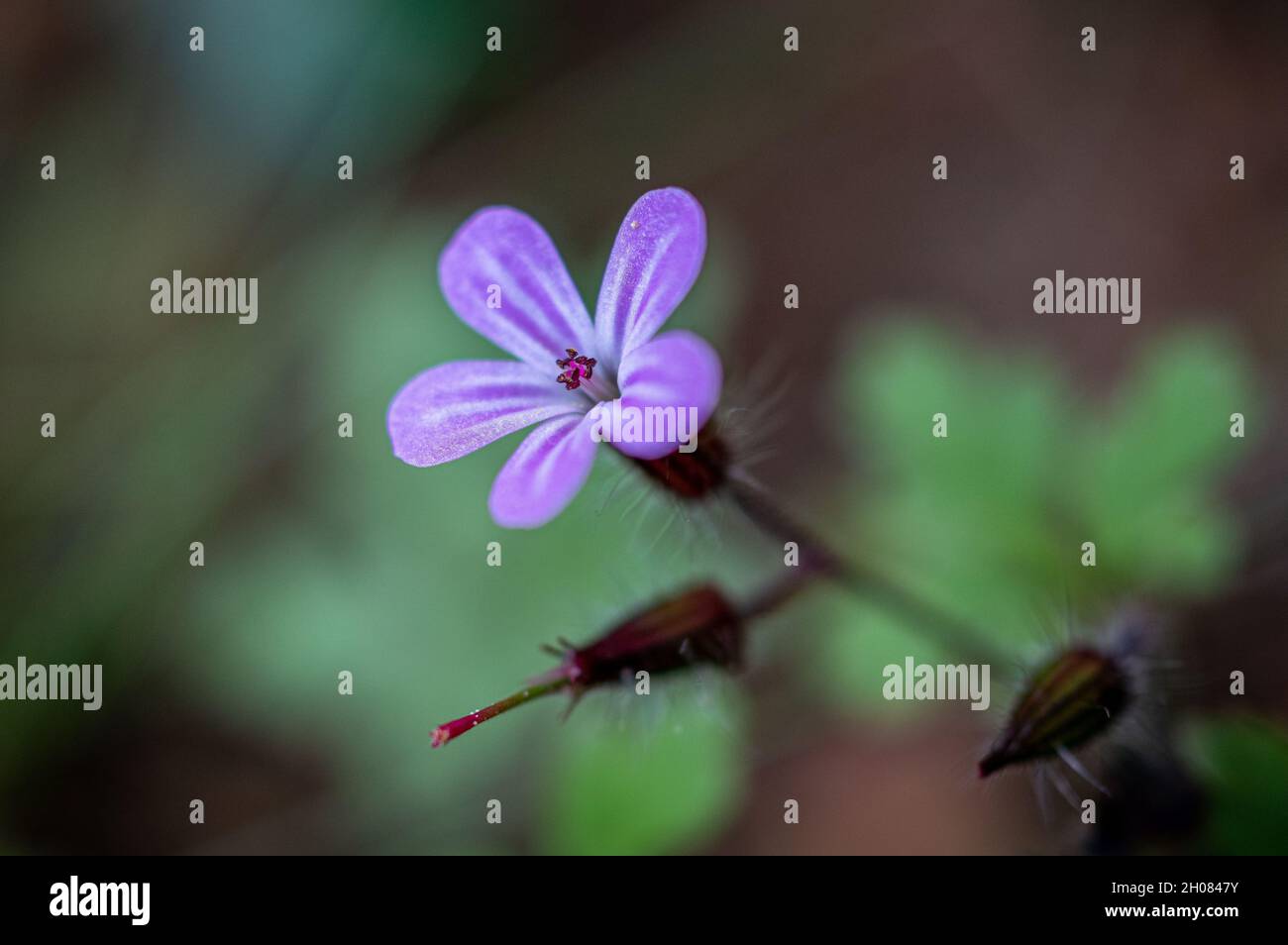 Belle photo de gros plan horizontale de la fleur de la plante Herb robert de la famille des Geraniaceae Banque D'Images