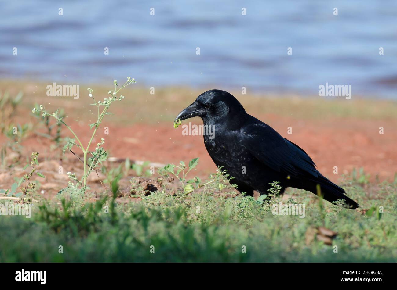 Crow américain, Corvus brachyrhynchos, fruits broyés Banque D'Images