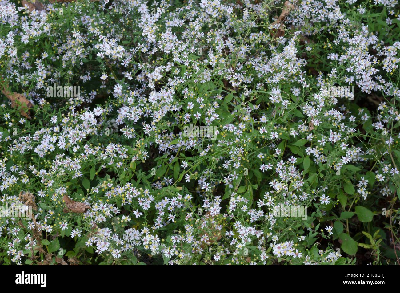 Aster de la Santé blanche, Symphyotrichum ericoides Banque D'Images