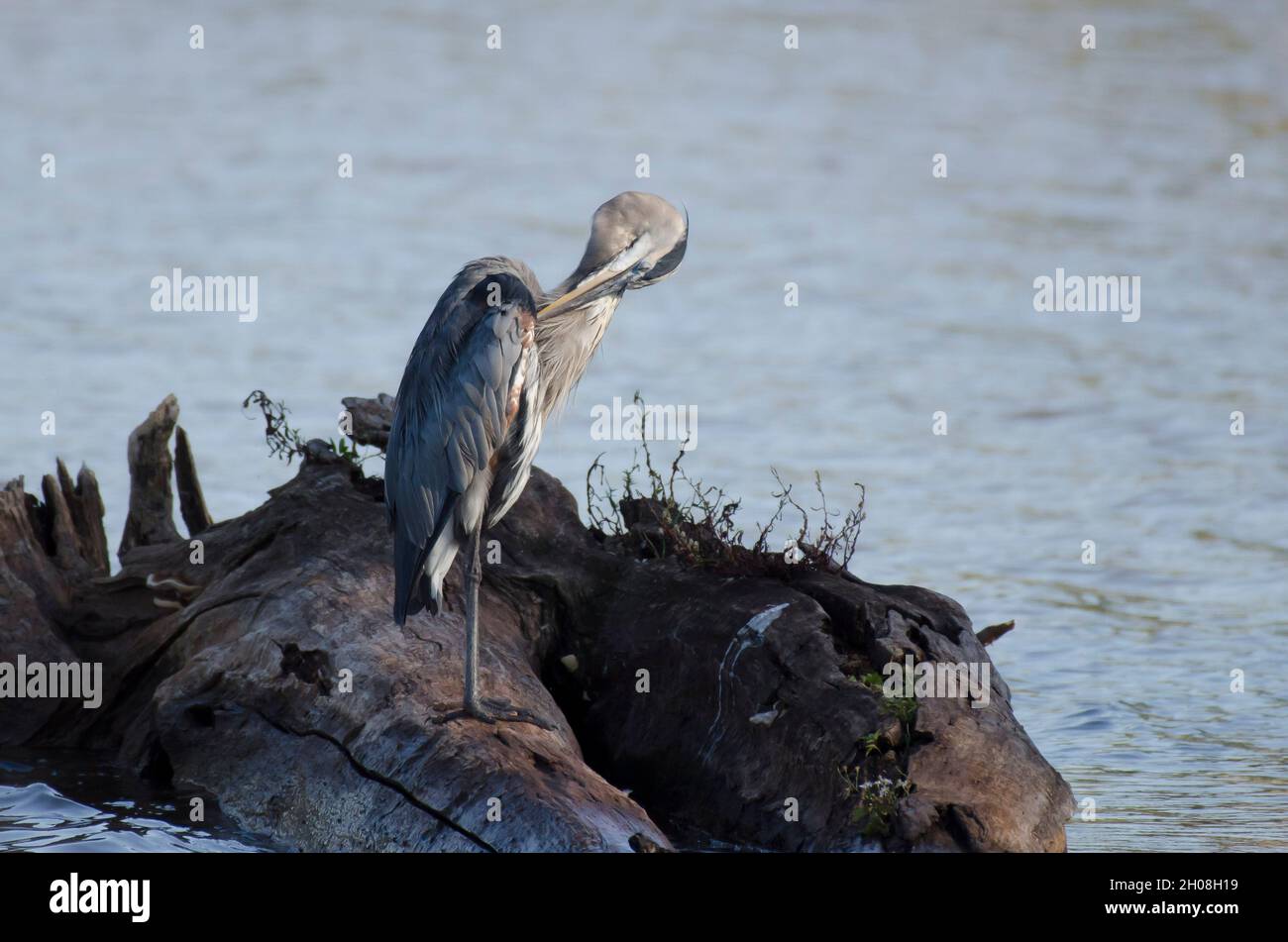 Grand héron bleu, Ardea herodias, prêening Banque D'Images
