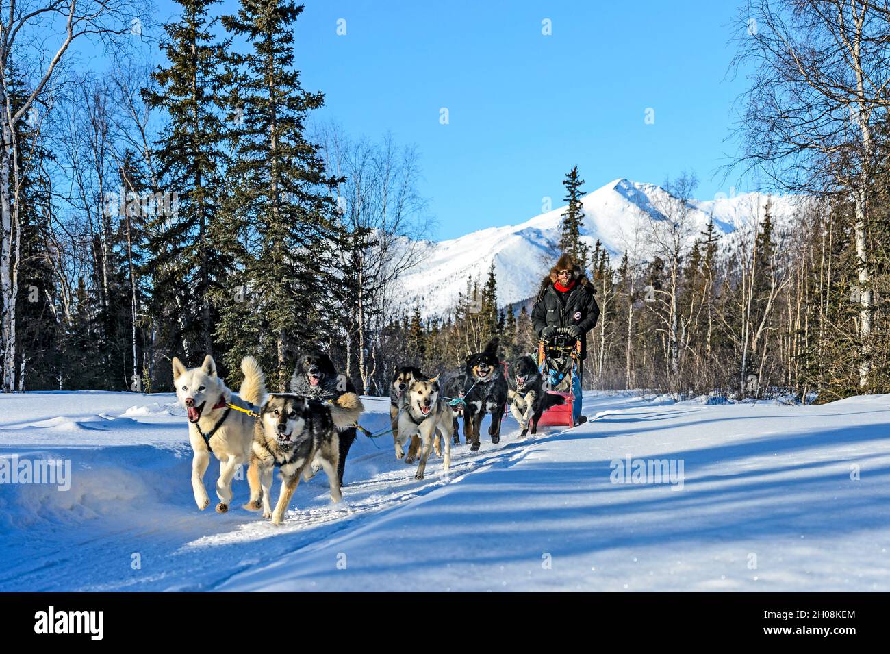 Traîneau à chiens dans la gamme Brooks, Alaska Banque D'Images