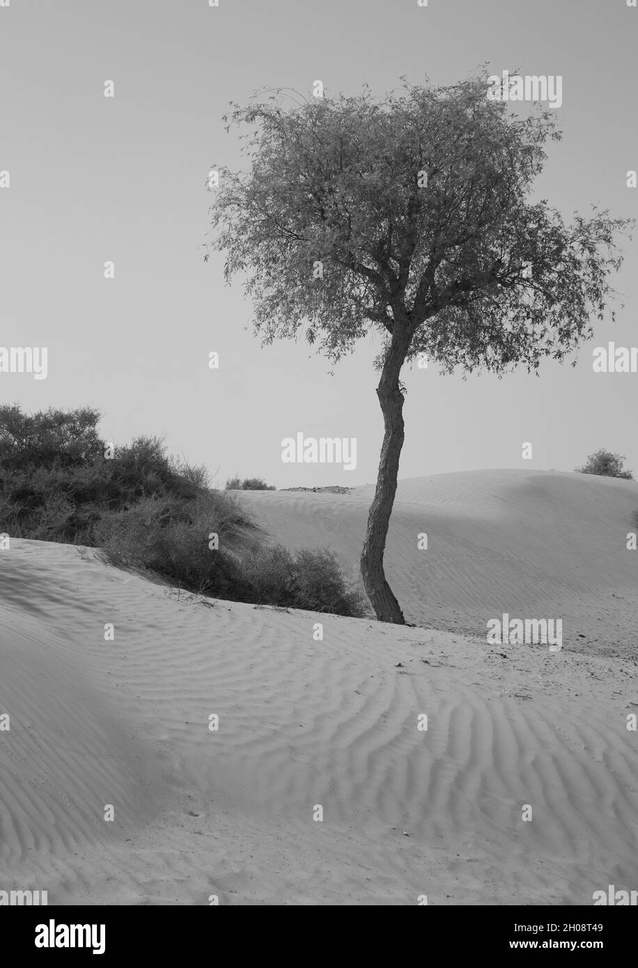 Prise de vue en niveaux de gris d'arbres et de buissons qui poussent sur une plage à la lumière du jour Banque D'Images