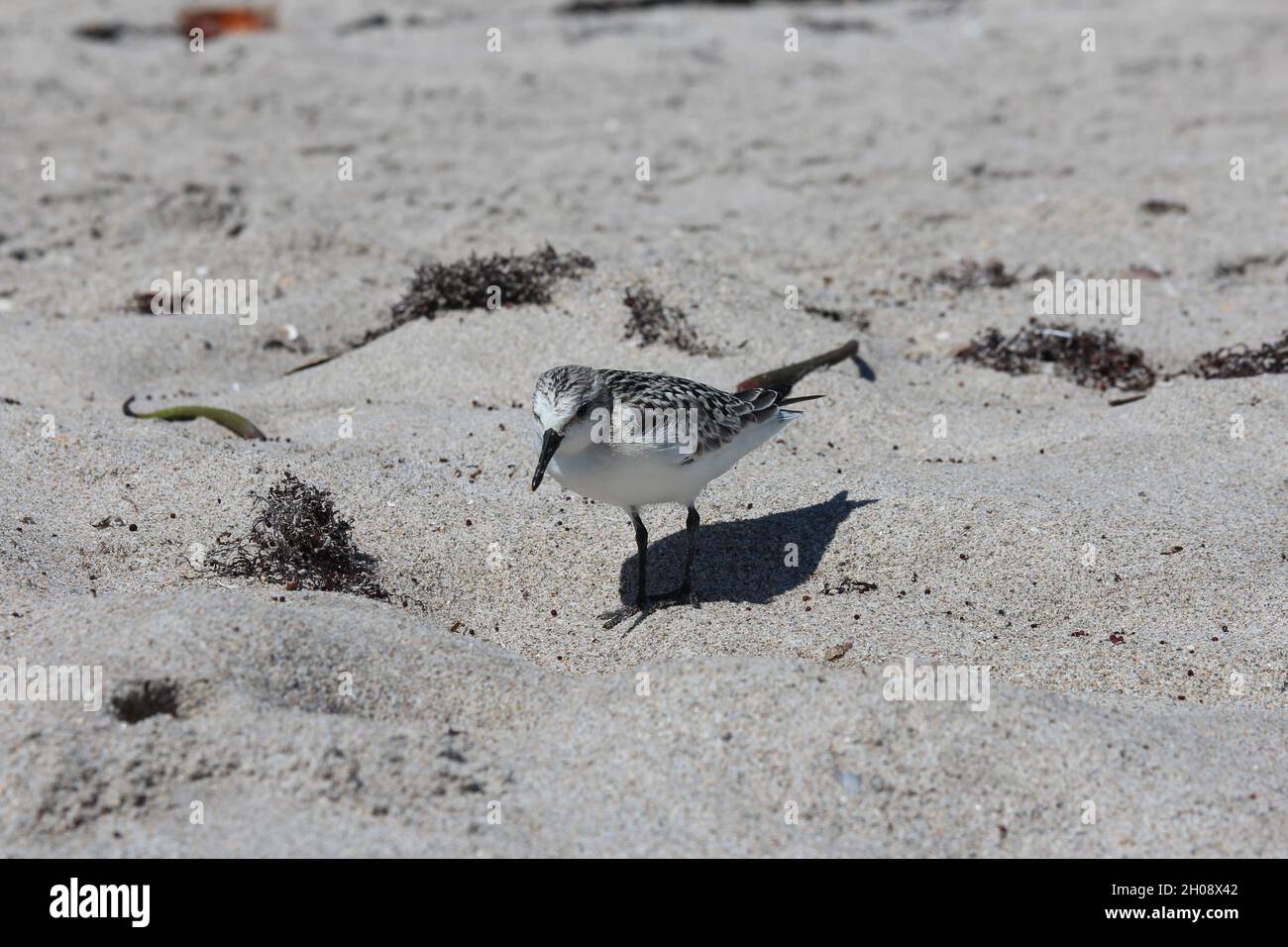 Gros plan sur Bird sur la plage Banque D'Images