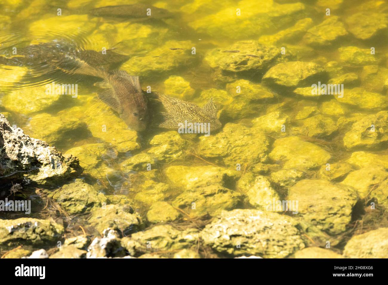 Le poisson-chat blindé est également appelé poisson-chat marin, le Saillain vermiculé et le Hypostomus (Plecos).Cette espèce envahissante se trouve en Floride. Banque D'Images