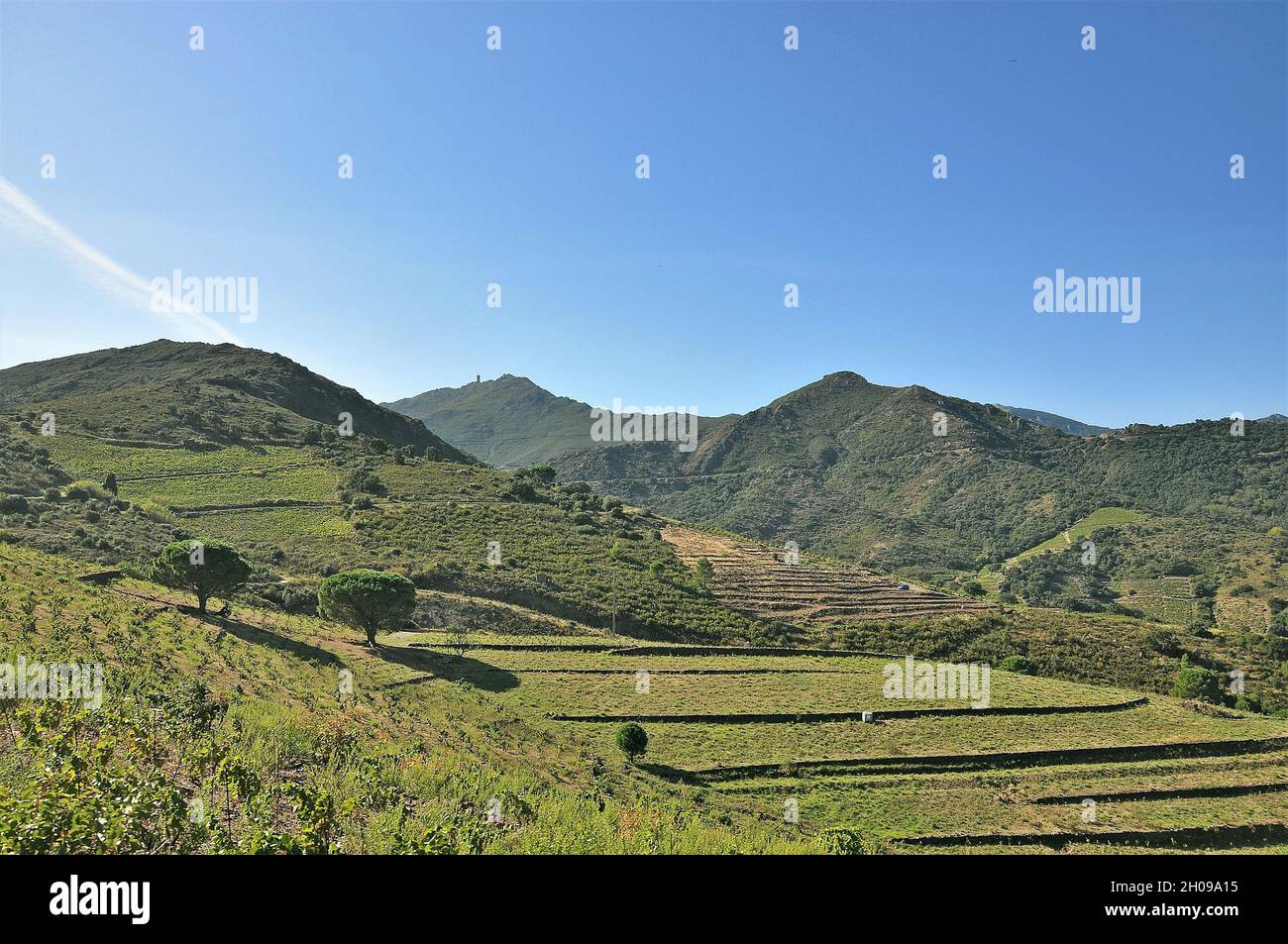 Panoramique du vignoble de Collioure qui est situé dans les Pyrénées-Orientales, dans la région occitanie le long de la côte de la Méditerranée, Banque D'Images