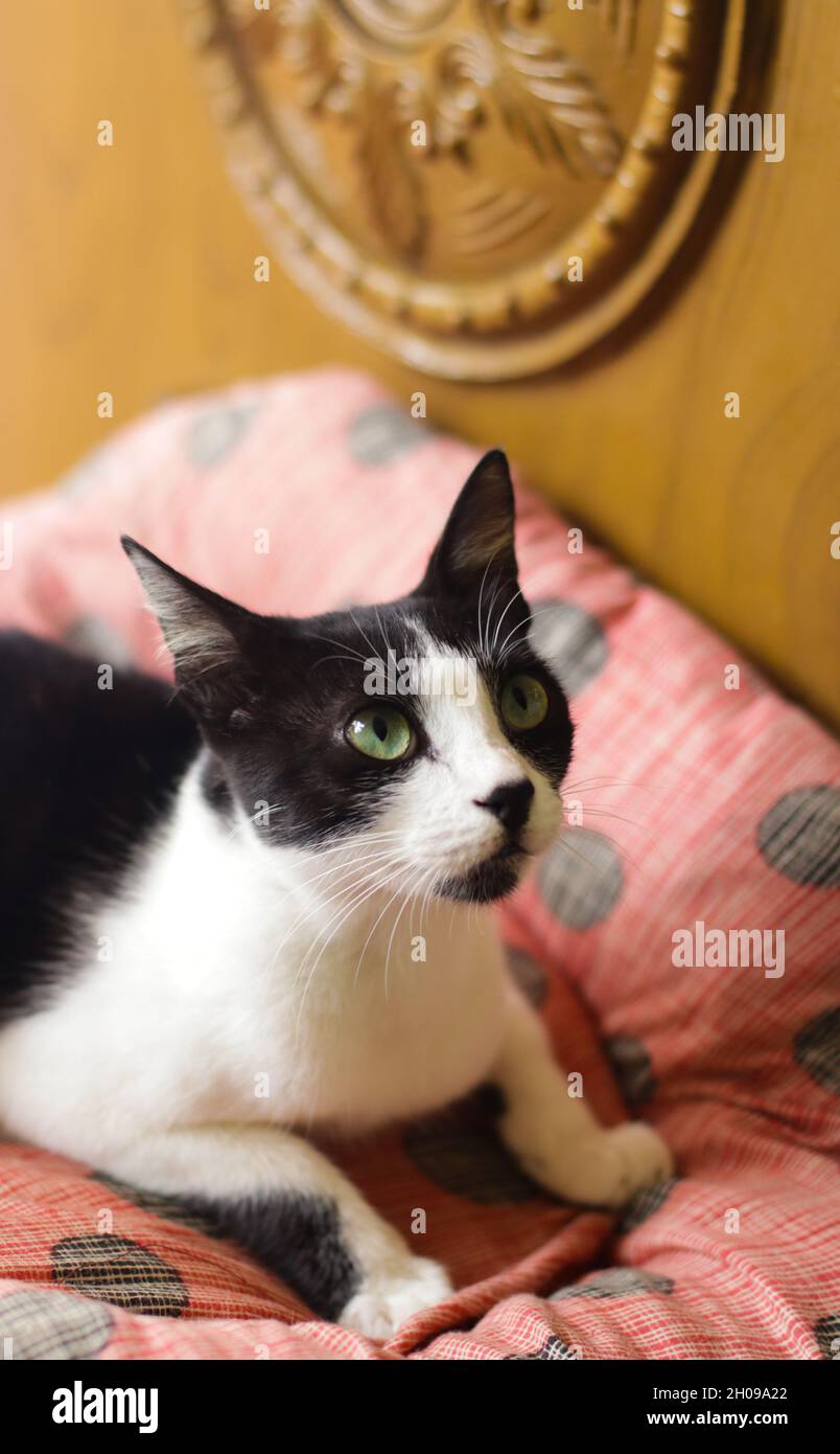 Jeune chat noir et blanc sur un tissu doux regardant vers le haut Banque D'Images