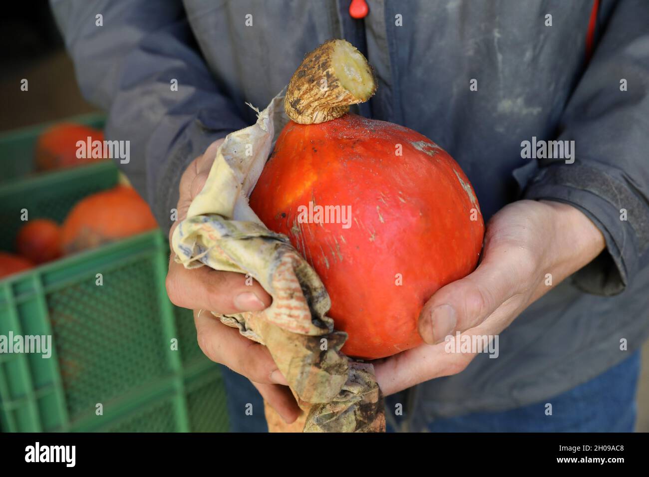 Mecklembourg-Poméranie occidentale, Garvsmühlen: 11 octobre 2021, 11 octobre 2021, Mecklembourg-Poméranie occidentale, Garvsmühlen: À la ferme biologique Garvsmühlen, les citrouilles Hokkaido fraîchement récoltées sont nettoyées.La ferme biologique a d'abord cultivé les fruits l'année dernière, et cette année, les citrouilles poussent sur une superficie d'un hectare.Environ 10,000-15,000 citrouilles mûrissent depuis mai.Après la récolte, ils sont stockés dans la ferme biologique d'une manière spéciale qui permet de livrer les fruits jusqu'en janvier.Ils sont fournis aux détaillants, aux magasins agricoles et aux grossistes.Photo: Bernd Wüstneck/dpa-Zent Banque D'Images