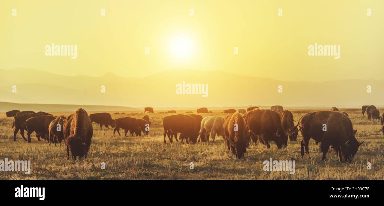 American Bison Herd on the Sunny Colorado Prairie.Thème de la faune américaine. Banque D'Images American Bison Herd on the Sunny Colorado Prairie.Thème de la faune américaine. Banque D'Images