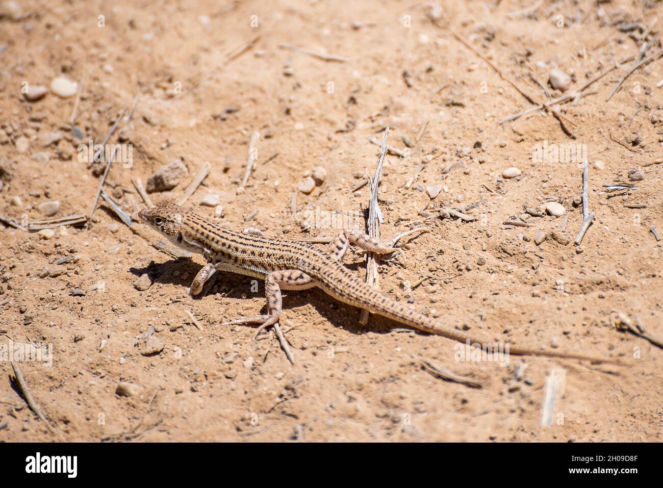 Un gros plan d'un petit lézard se trouve sous un rocher chaud sous le soleil d'été.Le désert du Néguev, Israël.Photo de haute qualité Banque D'Images