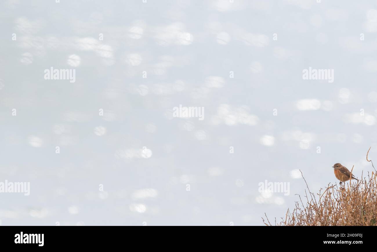 Un Stonechat européen perché au milieu de la végétation sur les rives d'un lagon en Camargue, France Banque D'Images