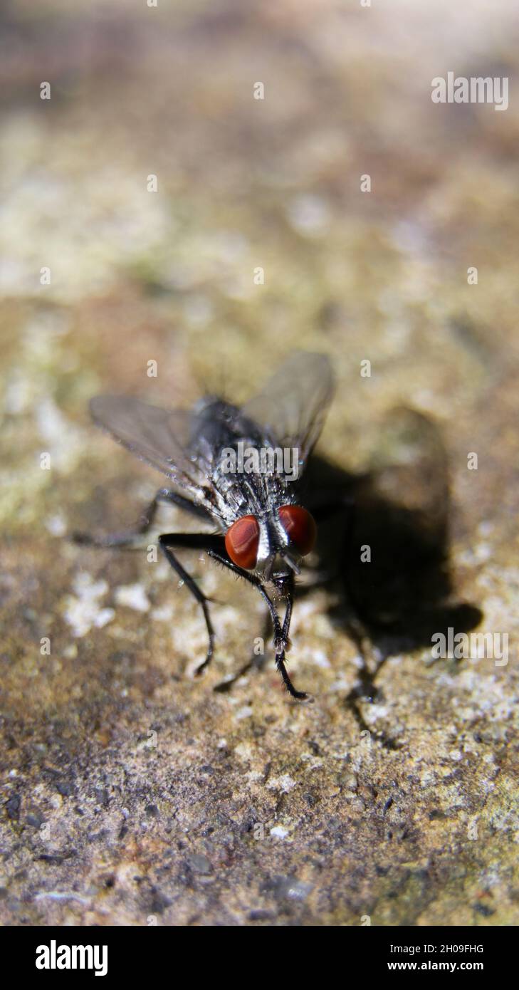photo macro verticale d'une mouche à chair commune ayant un corps noir et blanc et des yeux rouges assis sur le sol et frottant ses mains pendant un beau soleil Banque D'Images
