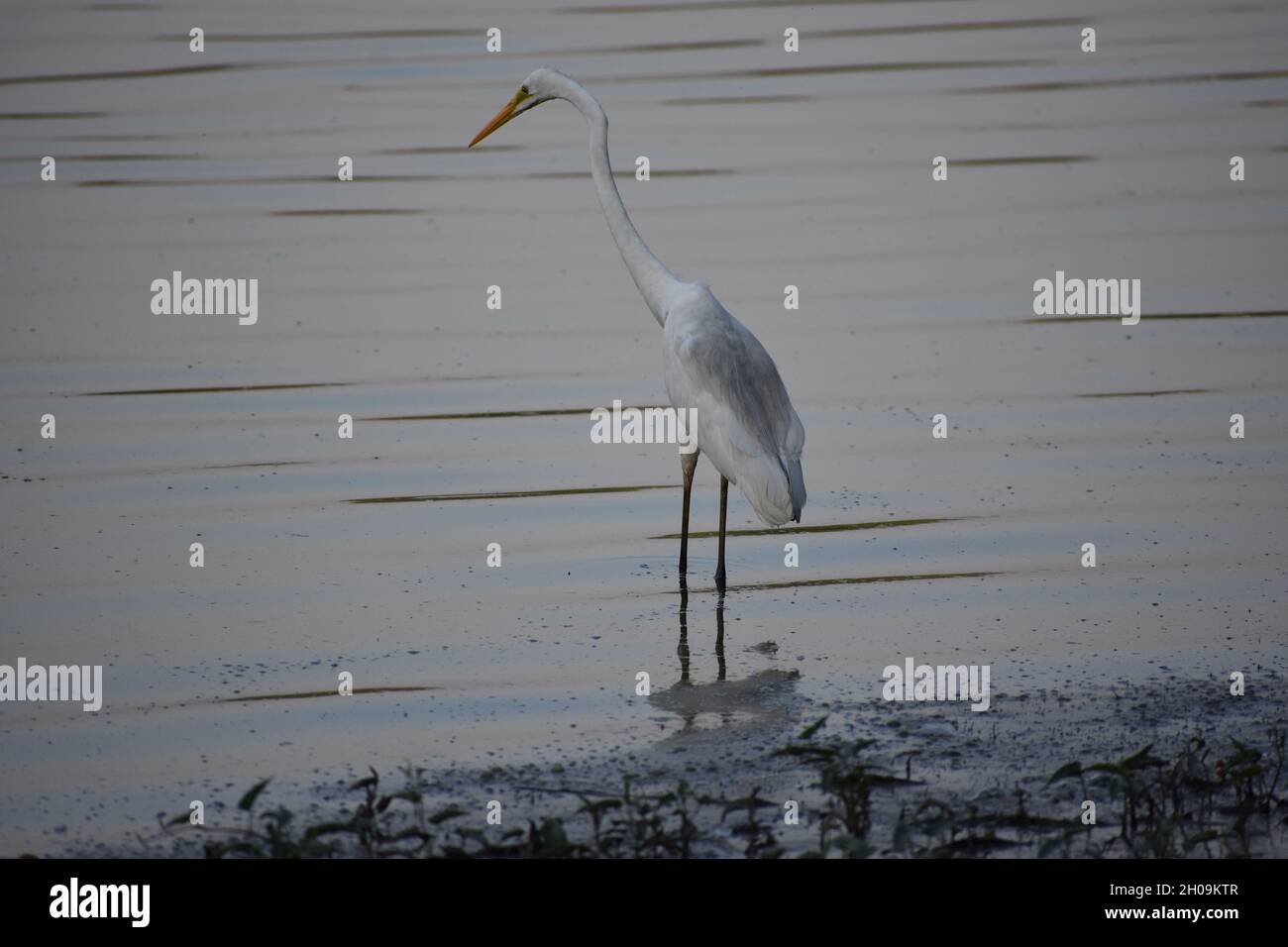 Bel oiseau sur l'eau Banque D'Images