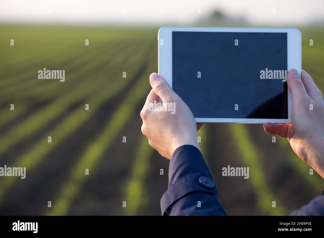 Gros plan des mains des agriculteurs tenant et travaillant sur la tablette dans le champ de maïs au printemps Banque D'Images