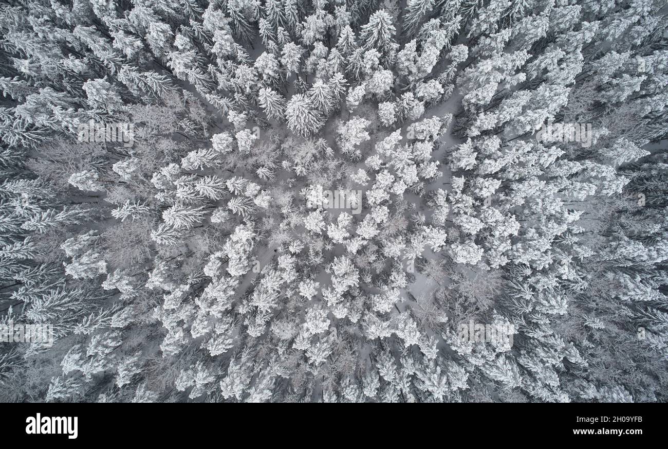 Arrière-plan de la forêt d'hiver au-dessus de la vue de dessus de drone Banque D'Images