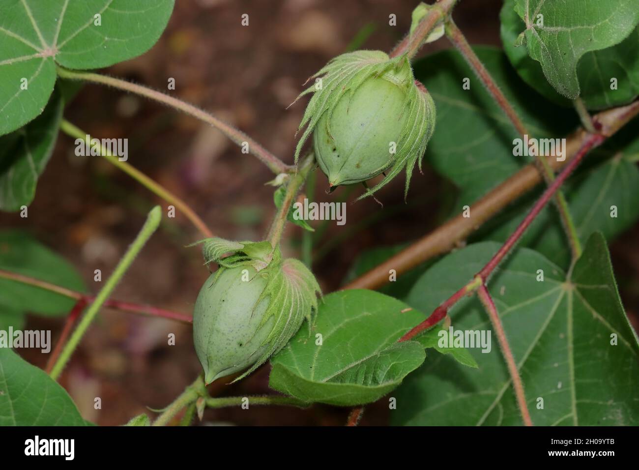 Gros plan de fruits de coton de grande taille ou de pépins de coton poussant sur les cultures plantées dans le champ , inde Banque D'Images