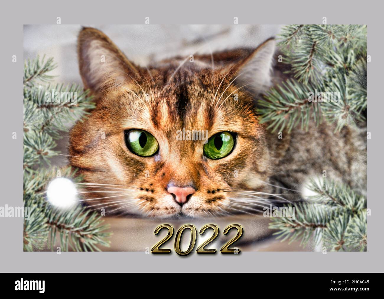 Bonne année 2022, numéros, chat, noël, chat nouvel an, santa,Carte du nouvel an Banque D'Images