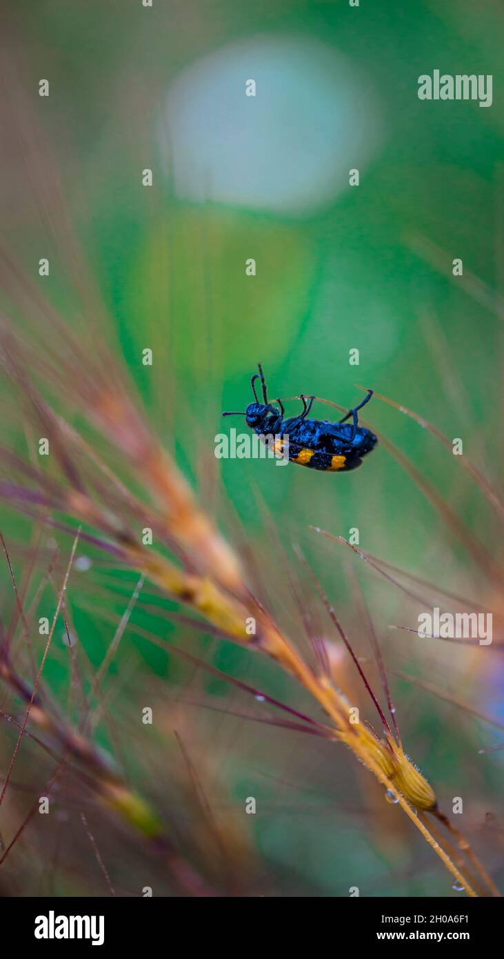 Insecte jaune sur une fleur regardant dans le jaune Banque D'Images