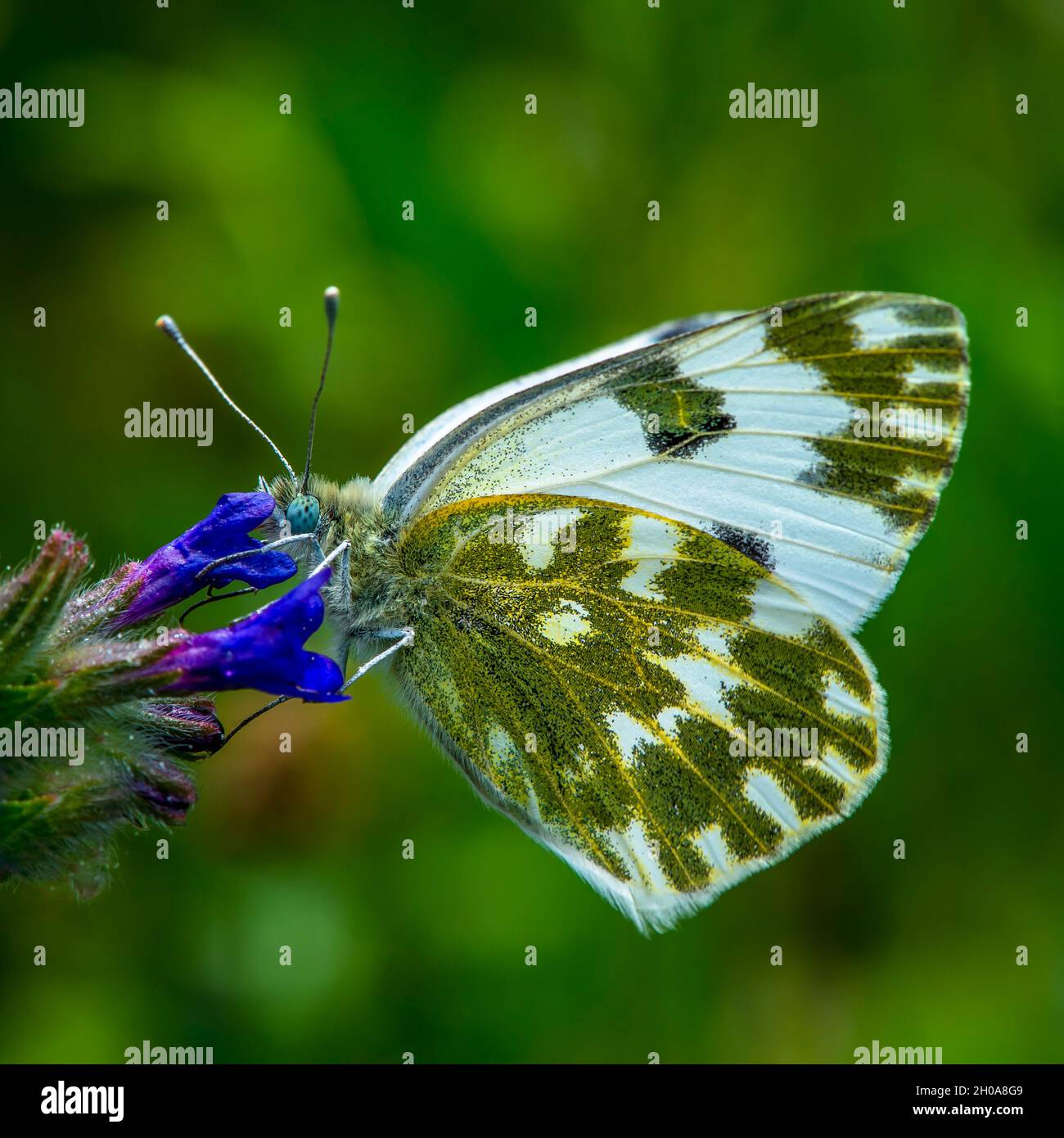 Papillon blanc vert sur une fleur bleue gros plan oeil Banque D'Images