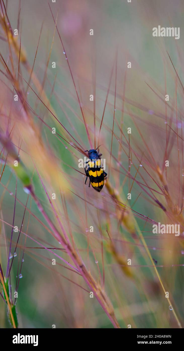 Insecte jaune sur une fleur regardant dans le jaune Banque D'Images