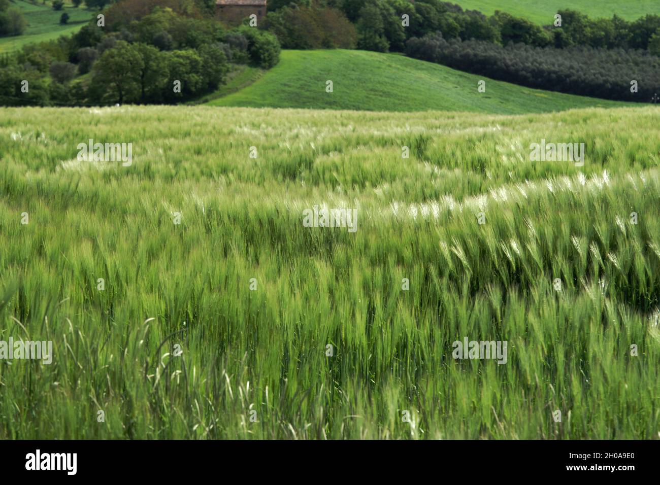 Campagne, rafales de vent sur un champ de blé, Macerata, Marche, Italie, Europe Banque D'Images