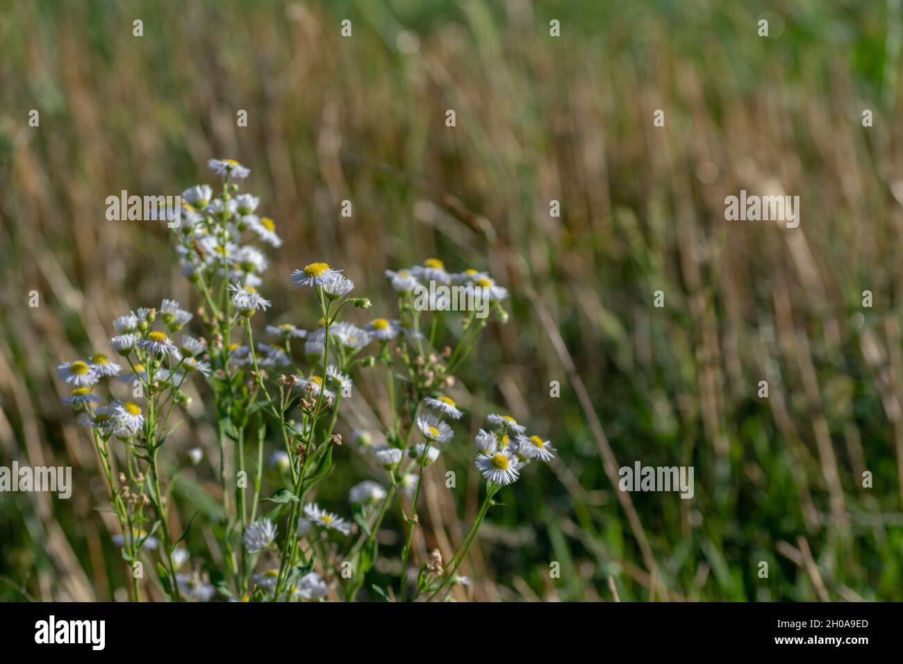 Une plante dans un champ avec de petites fleurs blanches Photo Stock - Alamy