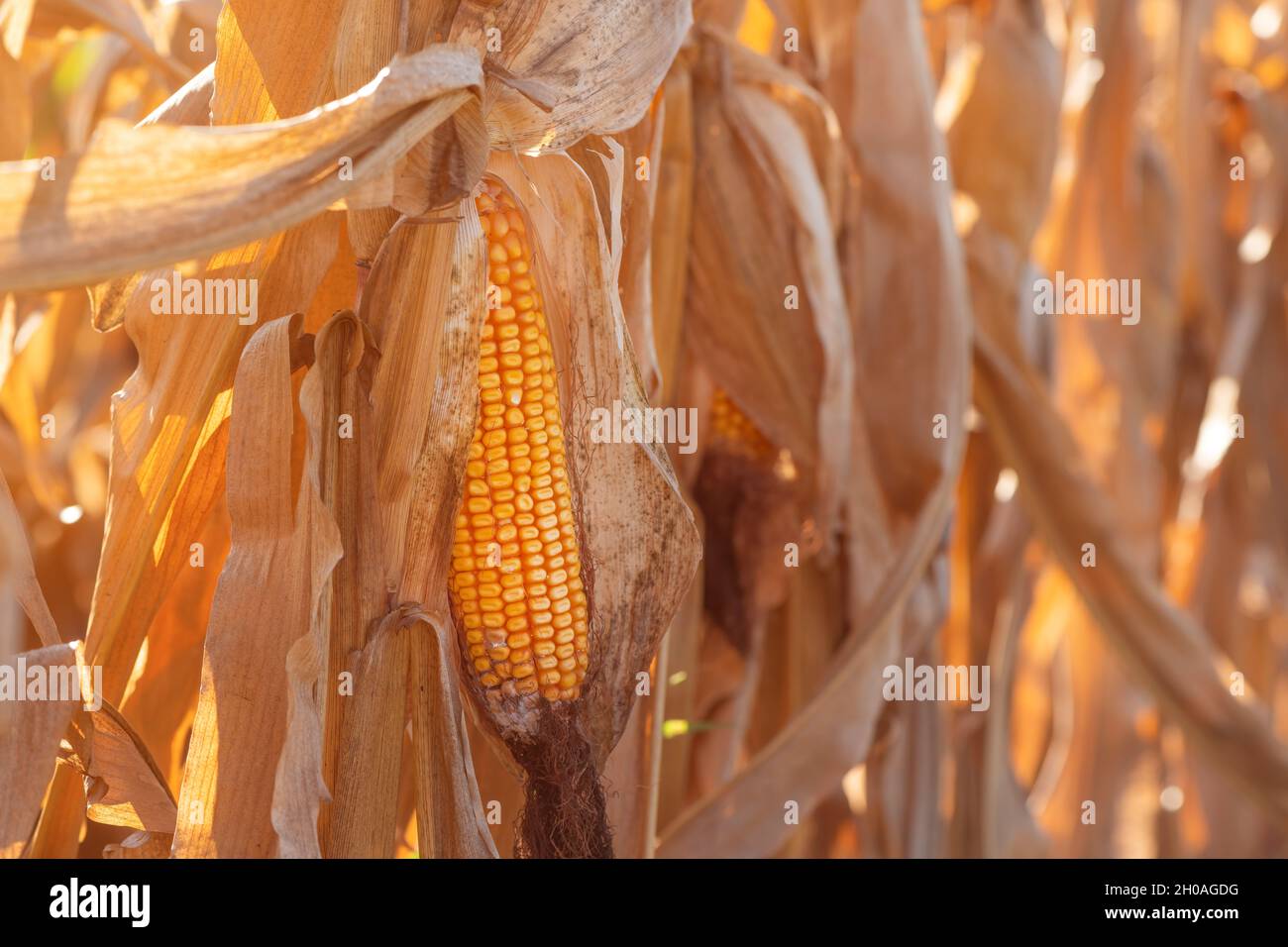 Fusarium maïs pourriture des oreilles dommages. La maladie la plus commune du maïs, foyer sélectif Banque D'Images