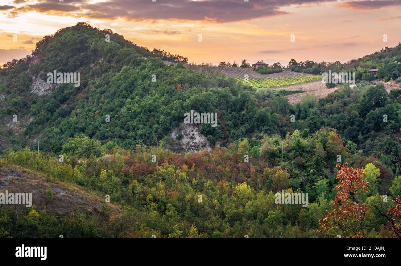 Vignoble dans les bois sur les collines de Monteveglio, province de Bologne, Emilia et Romagna, Italie. Banque D'Images