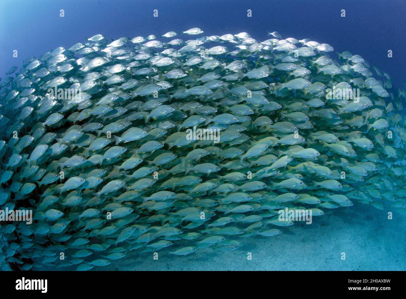 poisson-canari-bastard-grund-pomadasys-incisus-sp-roncador-fr