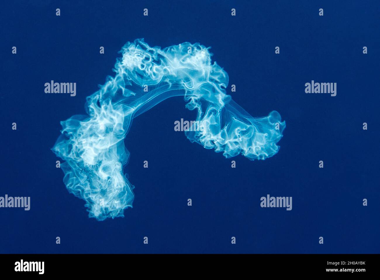 Larve de concombre de mer.Micro-organisme pélagique qui fait partie du plancton (espèces non identifiées).Il vit traîné par les courants marins et il est commun t Banque D'Images