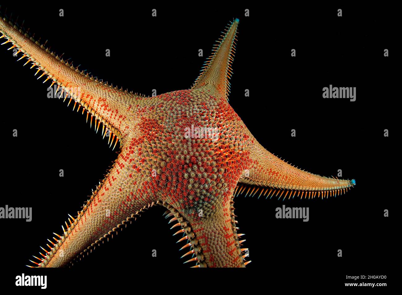 Étoile rouge en forme de peigne (Astropecten aranciacus).Ténérife, îles Canaries. Banque D'Images