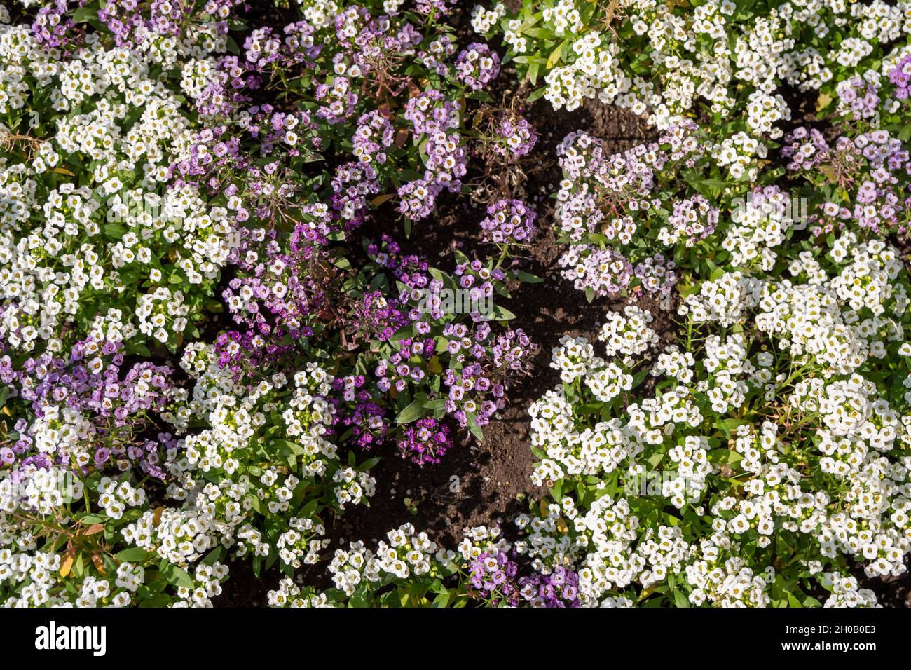 Vue de dessus de l'Alyssum spinosum, une famille de chou, blanc et lilas en couleur. Banque D'Images