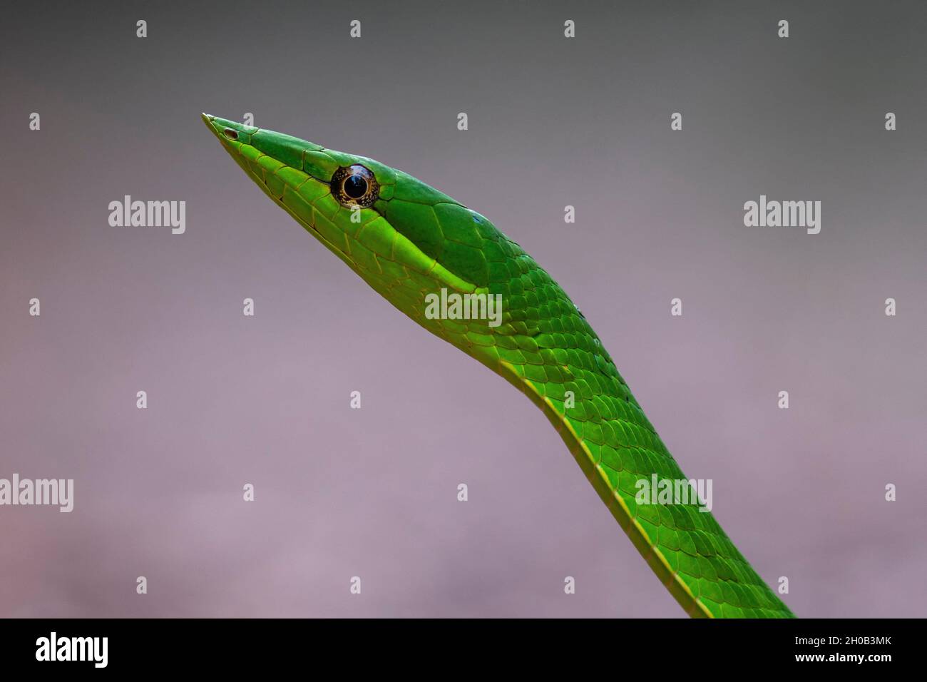Portrait de Snake à vigne verte (Oxybelis fulgidus), montagne de fer, Guyane française Banque D'Images