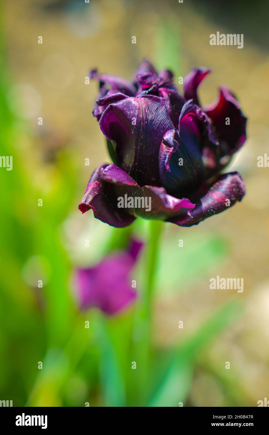 Belle tulipe noire fraîche au printemps Photo Stock - Alamy