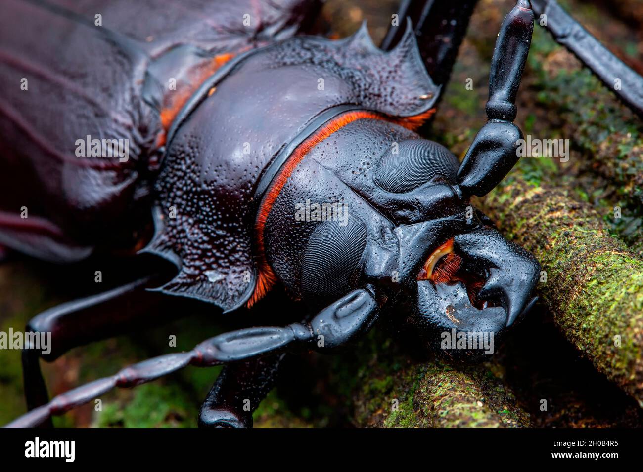 Titan Beetle (Titanus giganteus) portrait d'homme, Kaw, Guyane française Banque D'Images