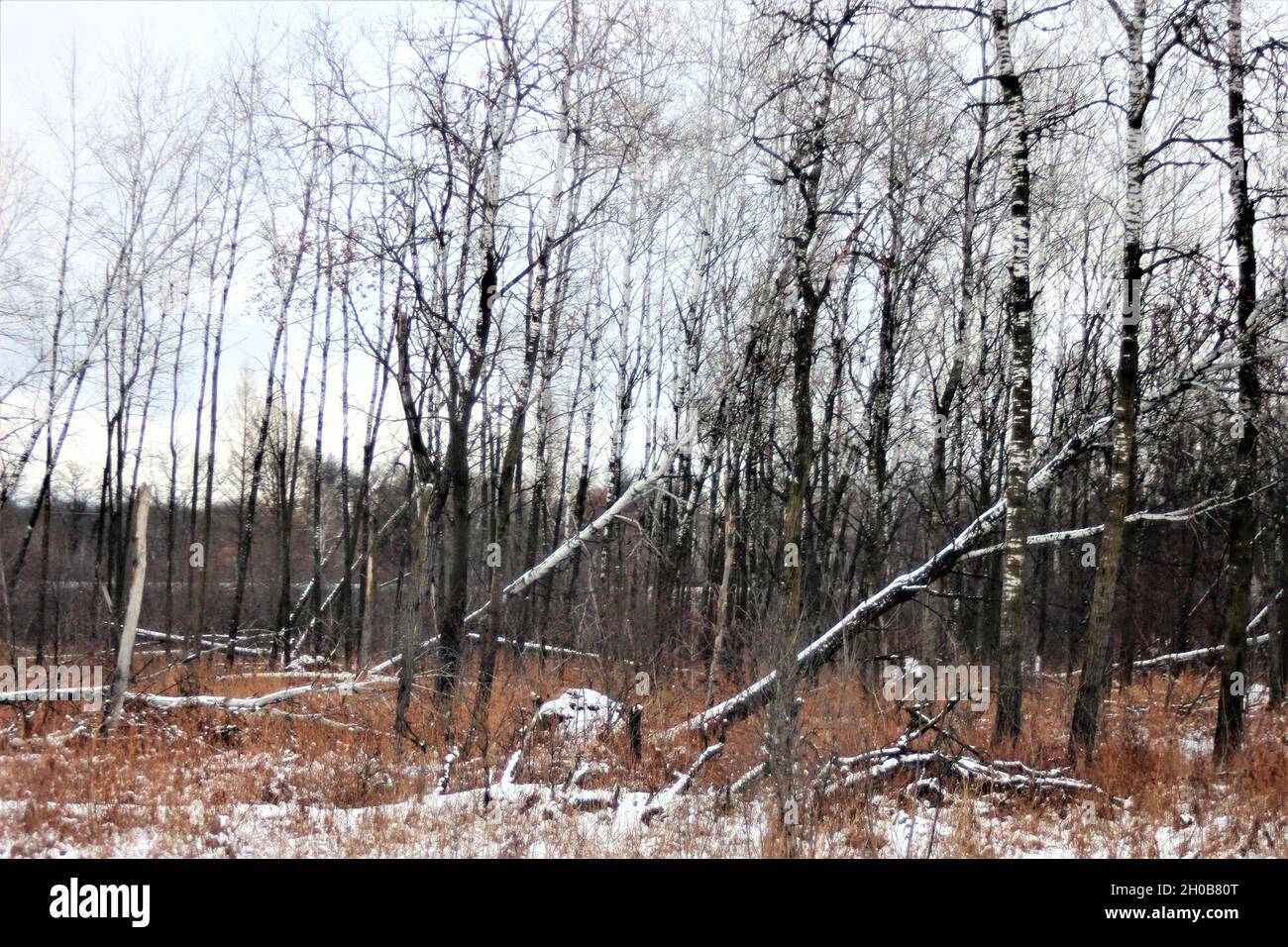 Une zone forestière du poste est montrée le 15 janvier 2021, après une neige fraîche à fort McCoy, Wisconsin fort McCoy et Monroe County, Wisconsin, moyenne de 42 pouces de neige chaque année.Du début à la mi-janvier 2021, l'installation a reçu près d'un pied de neige.Situé au cœur du Midwest supérieur, fort McCoy est la seule installation de l'armée américaine dans le Wisconsin.L'installation a fourni un soutien et des installations pour la formation sur le terrain et en classe de plus de 100,000 militaires de tous les services presque chaque année depuis 1984.Pour en savoir plus sur fort McCoy, consultez le site https://home.army.mil/mccoy, sur FAC Banque D'Images