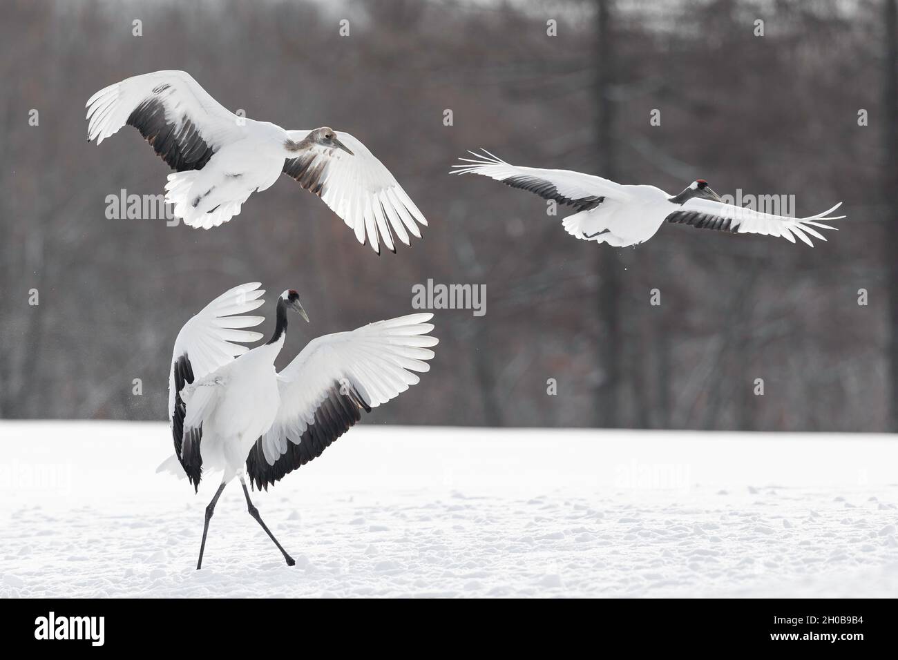 Grue à couronne rouge (Grus japonensis) famille de trois oiseaux qui atterrissent dans la neige, Hokkaido, Japon Banque D'Images